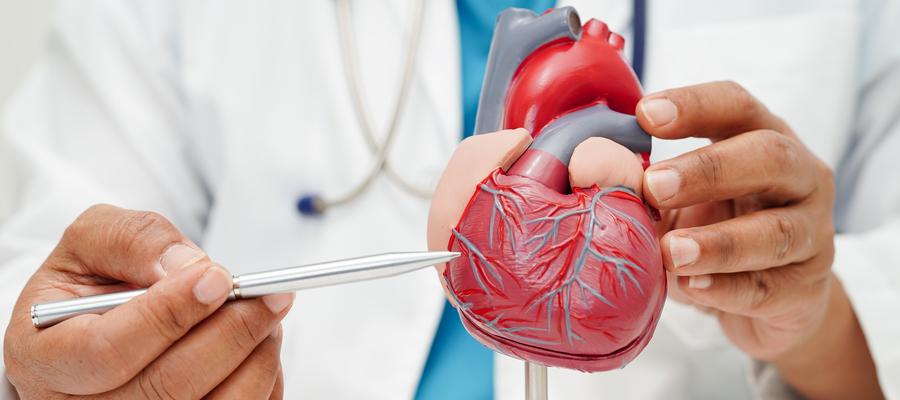 heart model on stand